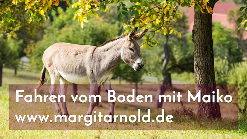 Eselei – Fahren vom Boden mit Maiko